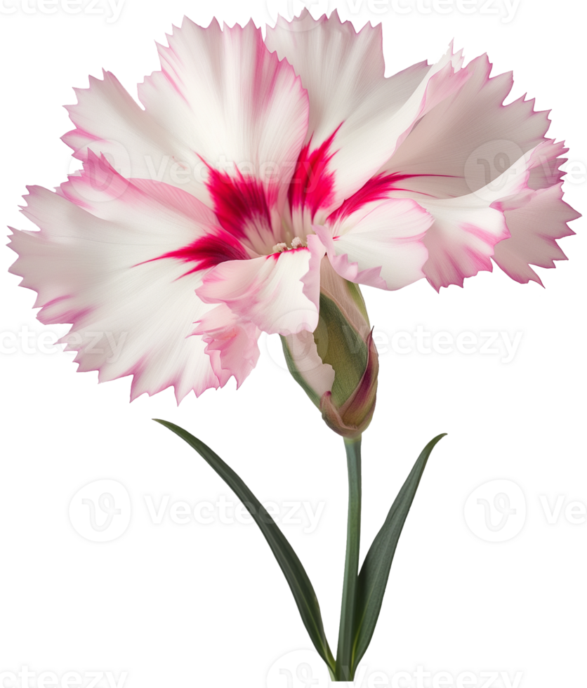Dianthus Chinensis - Pink dianthus flower isolated transparent background png