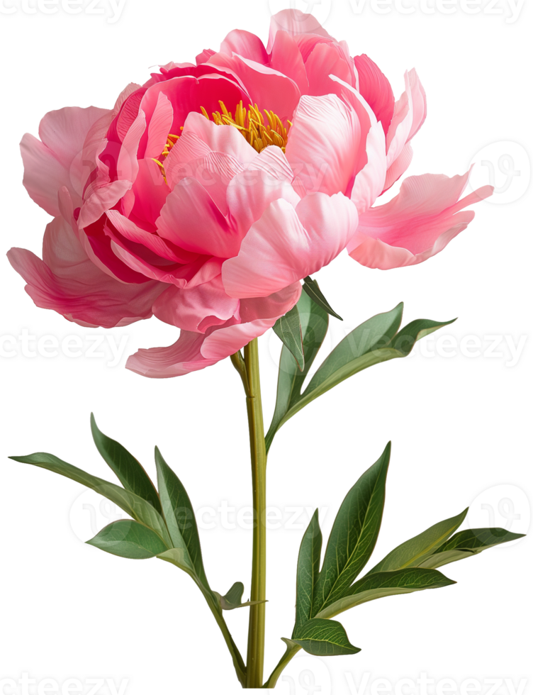 Paeonia floral illustration - Chinese peony Flower isolated on a transparent background png