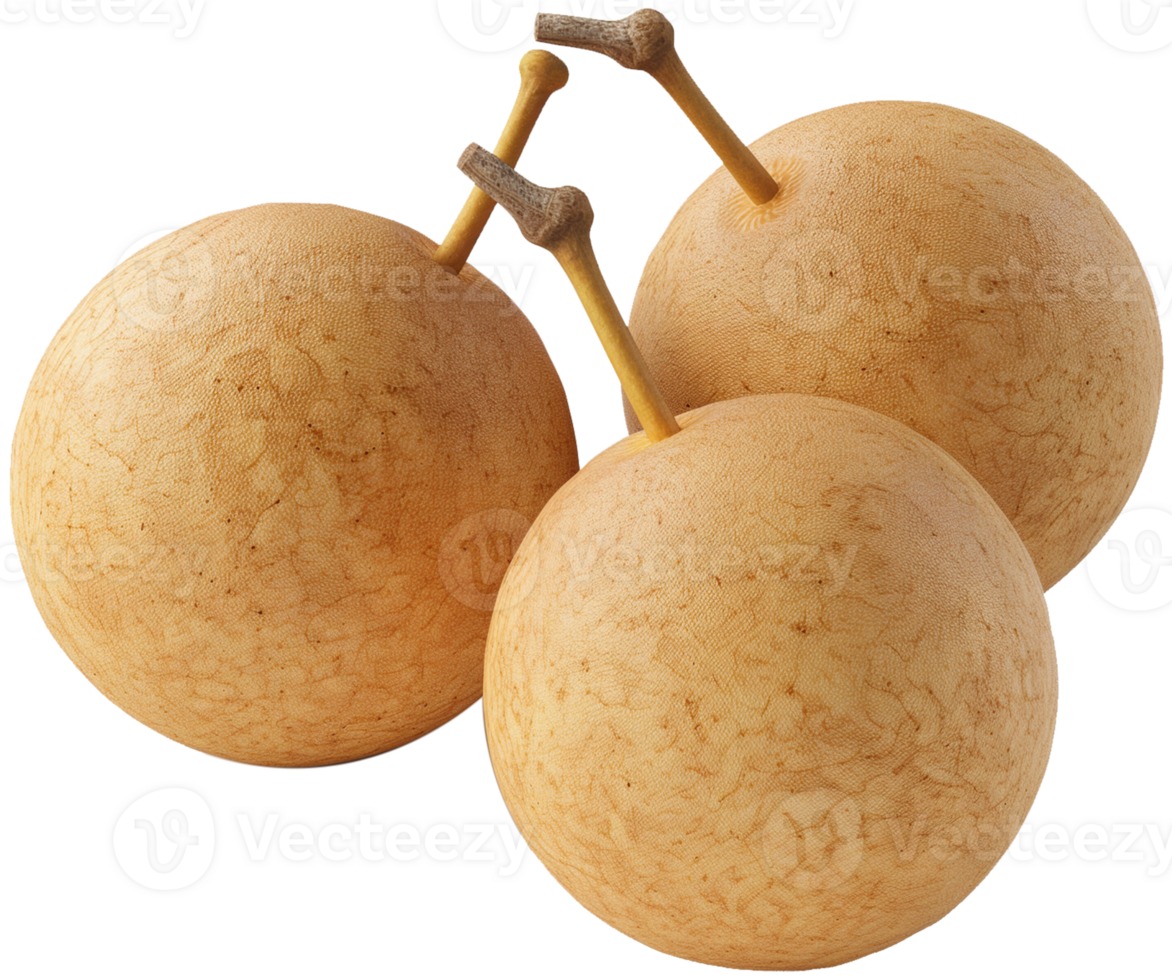 Dimocarpus longan illustration - A longan fruit isolated on a transparent background png