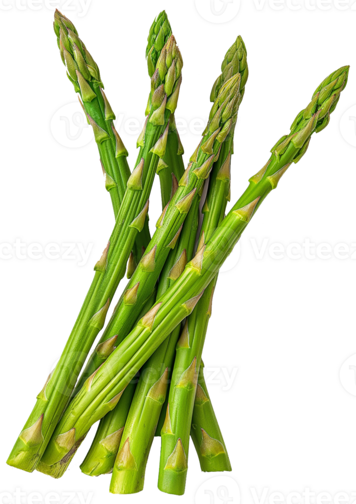 Asparagus Vegetable Clipart - Raw asparagus vegetable isolated illustrations on a transparent background png