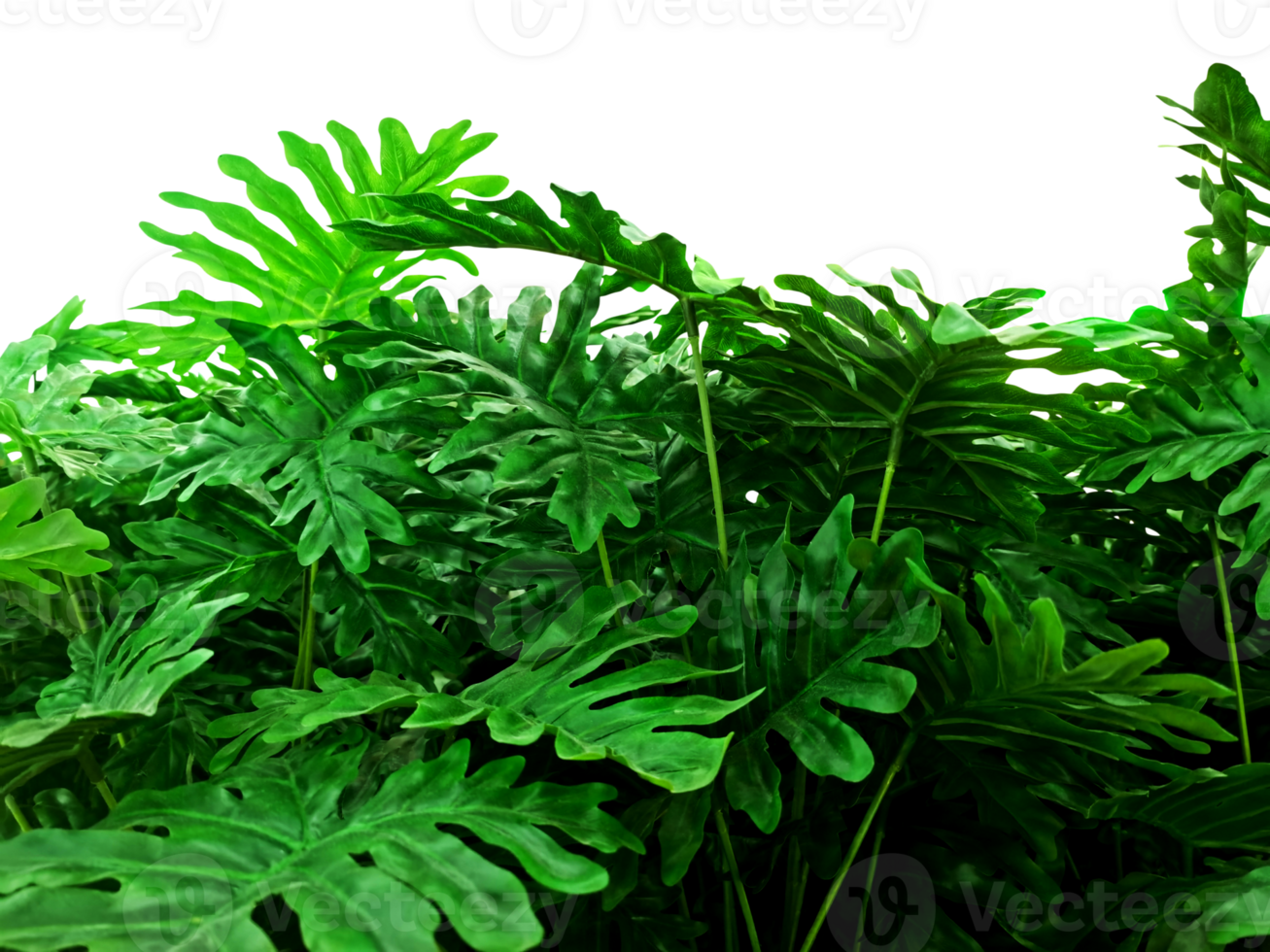 Green tree bushes simulated trees transparent. png