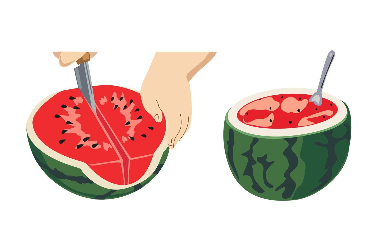 World watermelon day. Summer fruit. Human hands with a knife cut a watermelon in half on a white background. Slicing watermelon vector