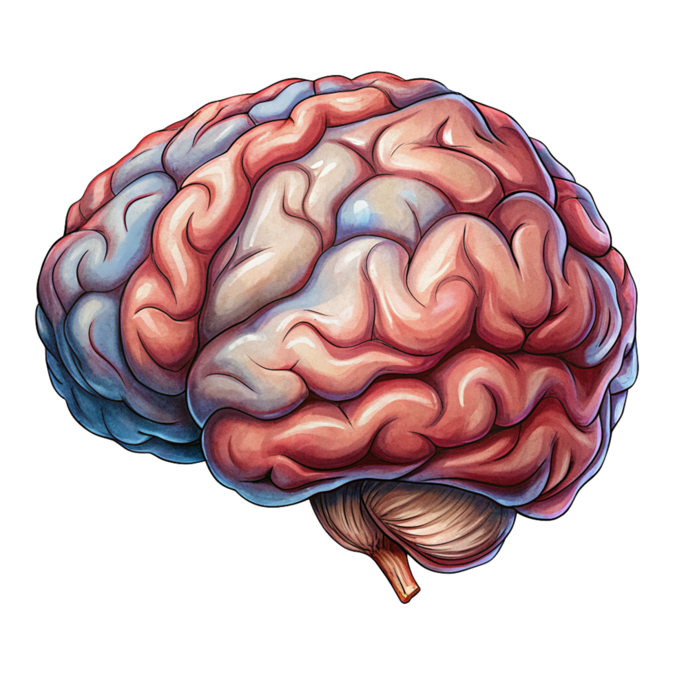 Human Brain Organ Image png