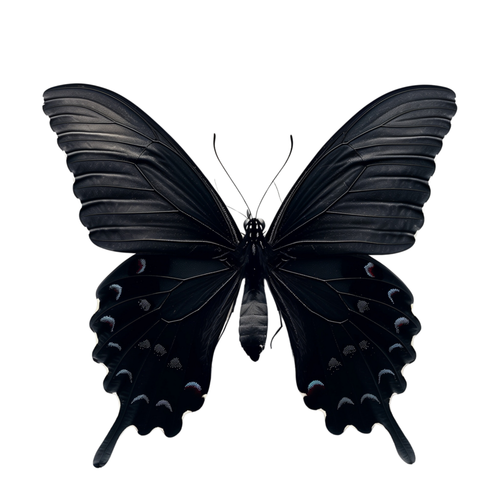 A beautiful butterfly silhouette with delicate wings, isolated on a transparent background png