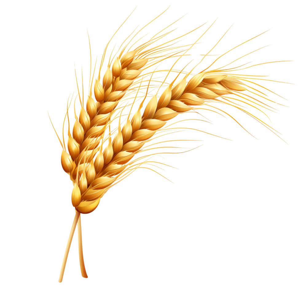 A close-up of a wheat icon, isolated on a transparent background png