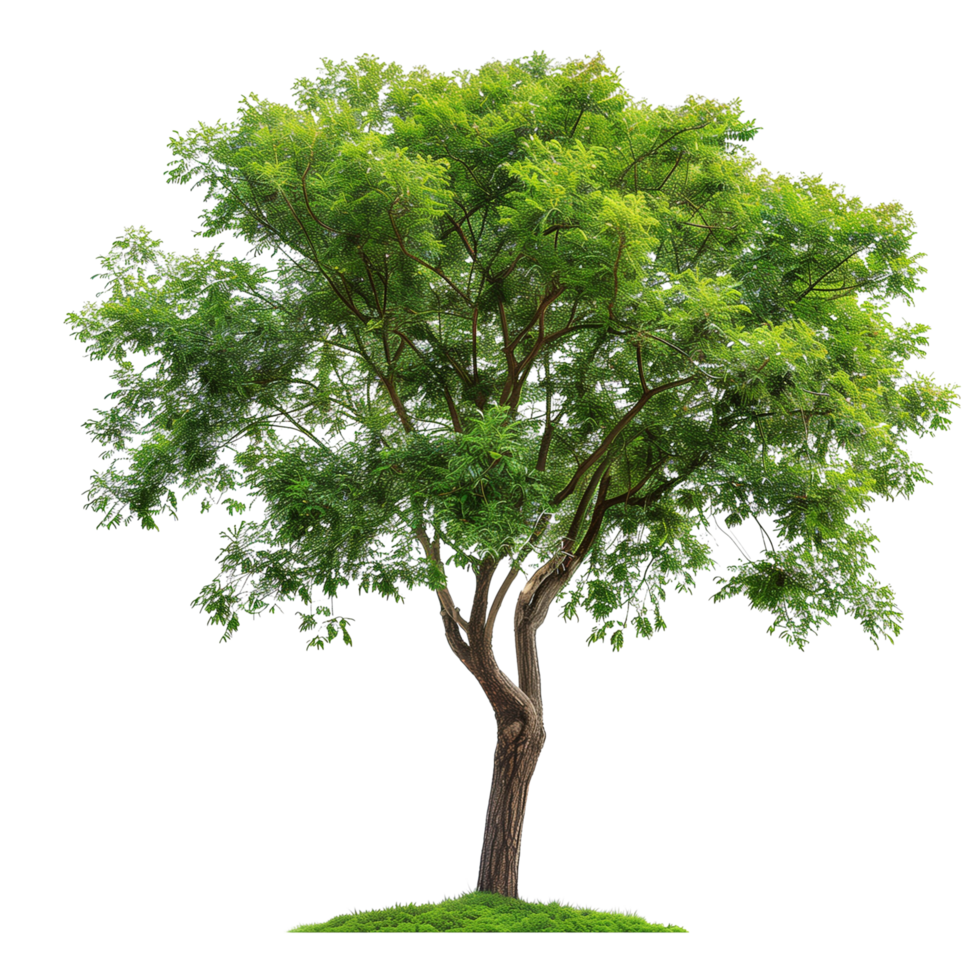 A green wide tree with lush foliage, isolated on a transparent background png