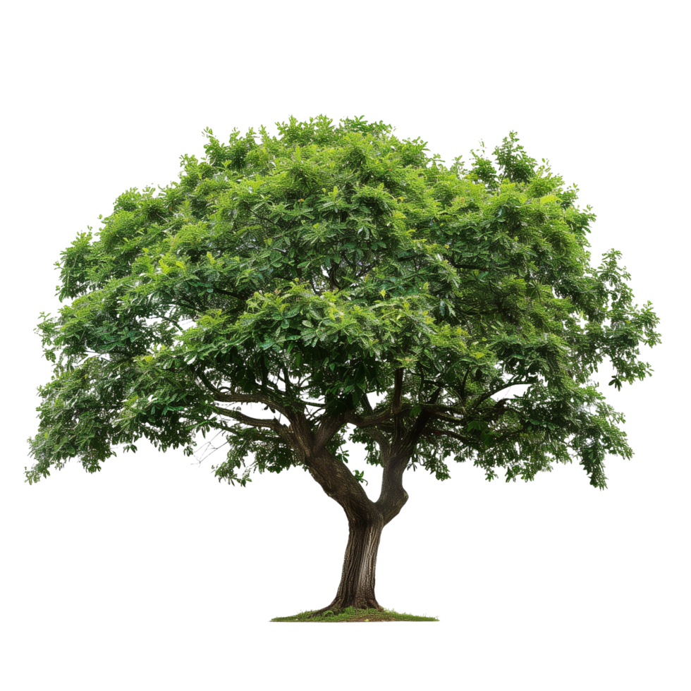 A green wide tree with lush foliage, isolated on a transparent background png