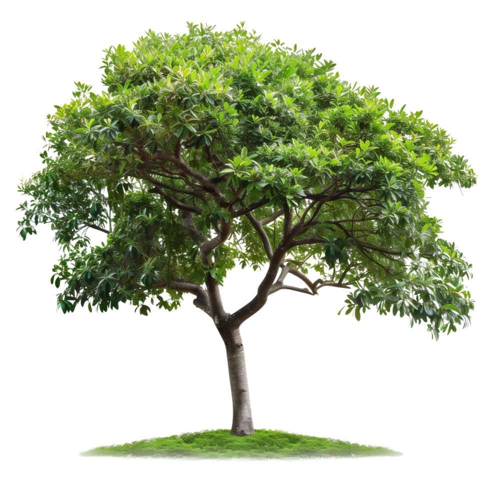 A green wide tree with lush foliage, isolated on a transparent background png