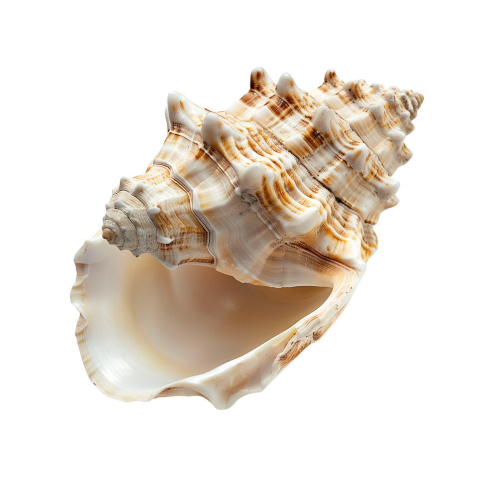A pristine conch shell, isolated on a transparent background png