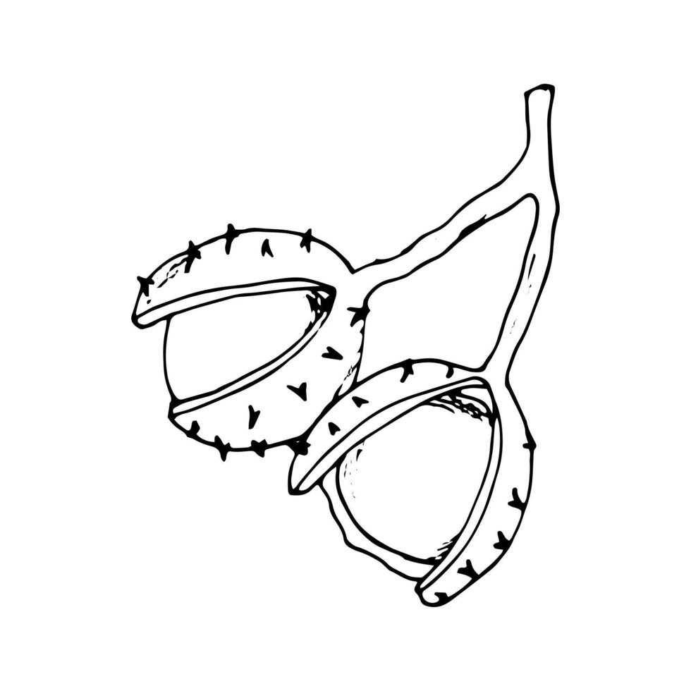 Horse chestnut fruits on a branch. Botanical illustration on white. Aesculus hippocastanum, conker tree vector