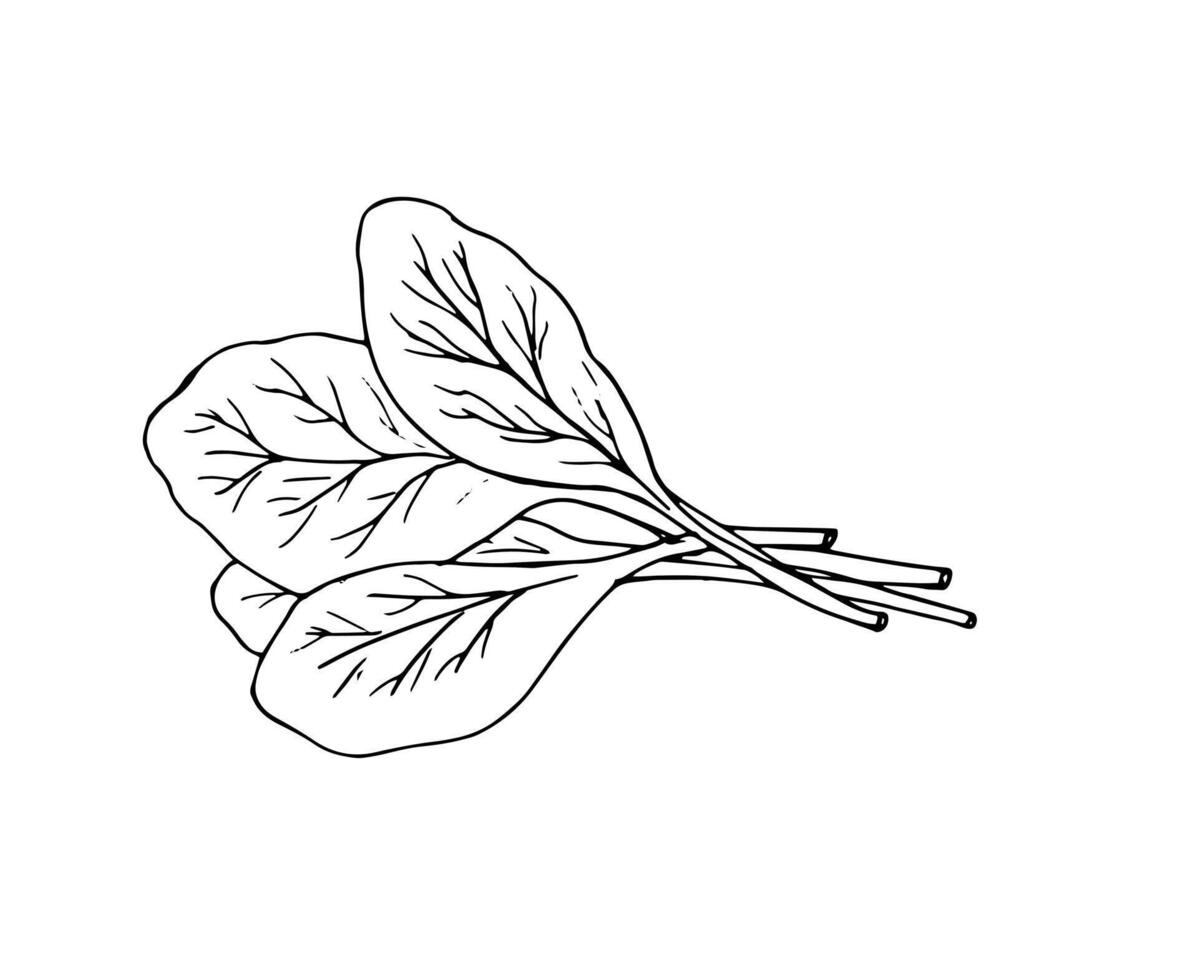 Fresh spinach leaves. Ingredient for salad. Hand-drawn illustration isolated on white background. vector