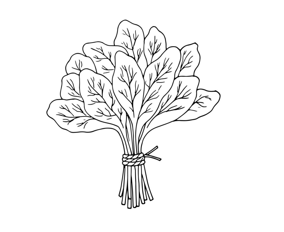 Spinach leaves. Detailed hand drawn botanical drawing. Bunch of fresh spinach. illustration isolated on white background. vector