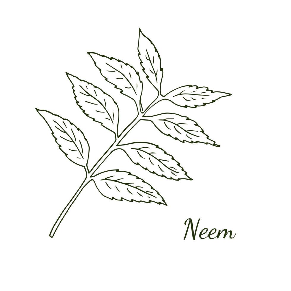 Neem tree twig with leaves, Botanical illustration isolated on white. Cosmetic, and Ayurvedic tree. vector