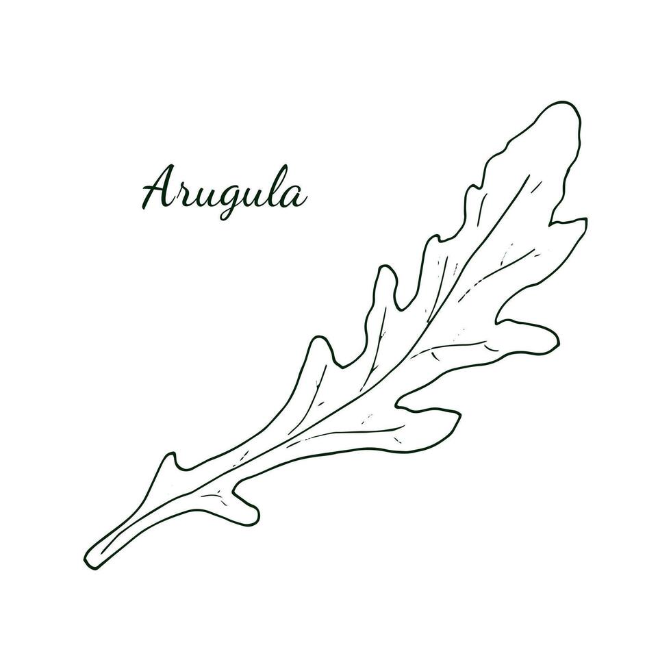 Arugula. Hand-drawn fresh arugula with leaves, isolated on white background. Rucola. doodle style illustration. vector