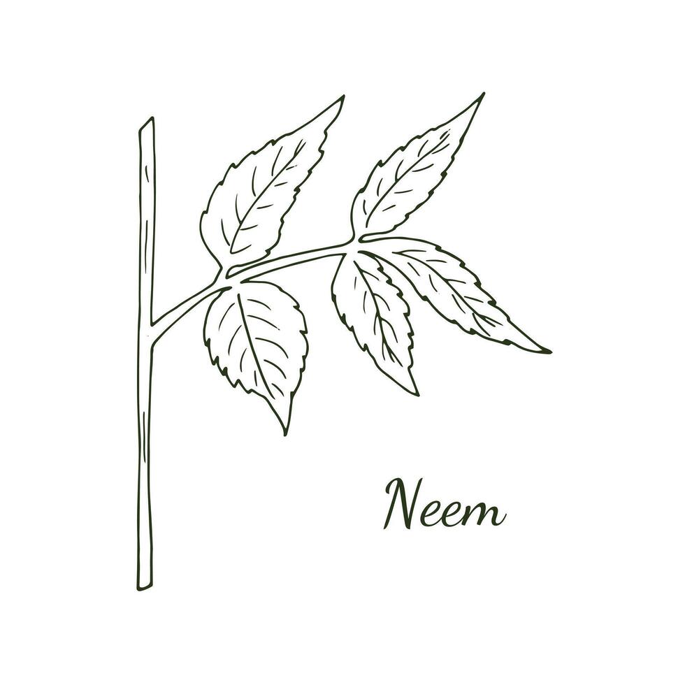 Hand-drawn neem twig. Branch of the neem tree Azadirachta indica or Indian lilac. Botanical illustration isolated on white. vector