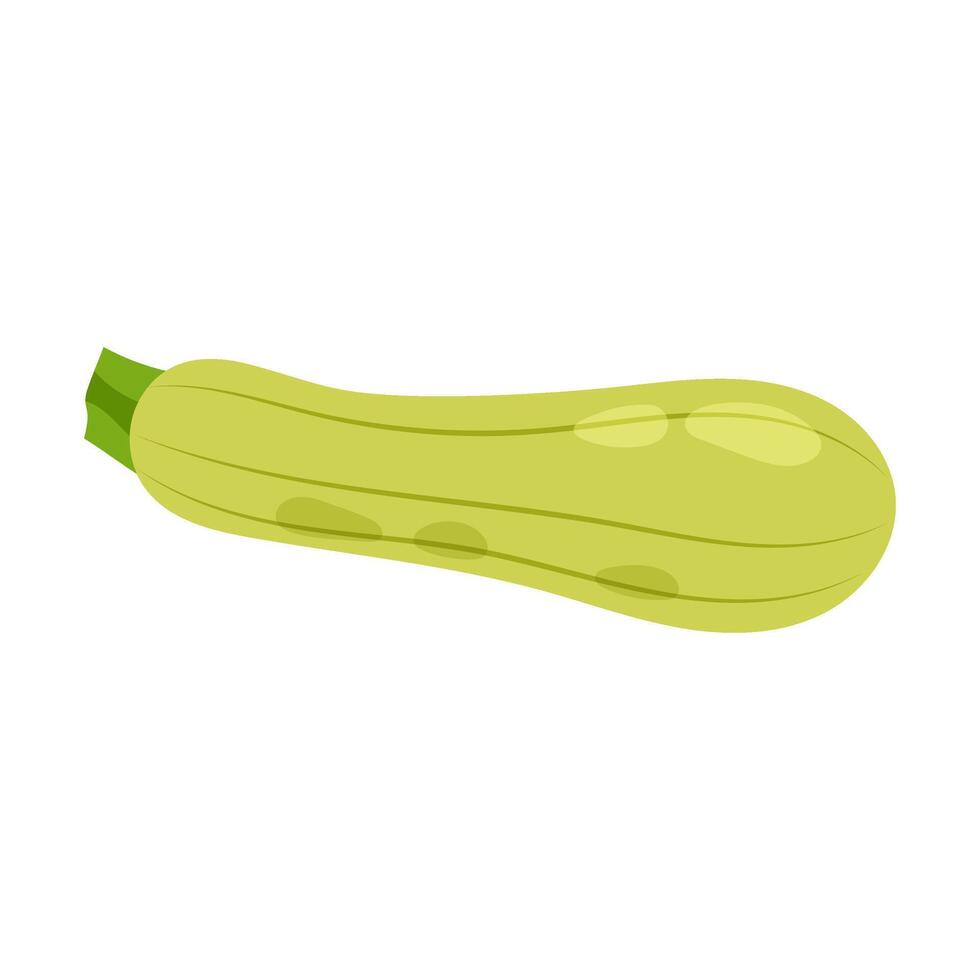 Green fresh zucchini in flat style on white background. Raw vegetarian zucchini. Healthy vegetarian food. vector