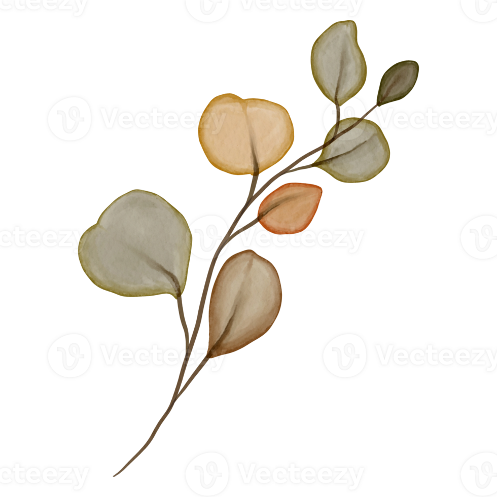 watercolor autumn eucalyptus png