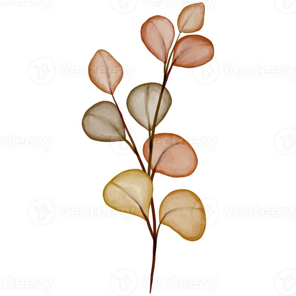 watercolor autumn eucalyptus png