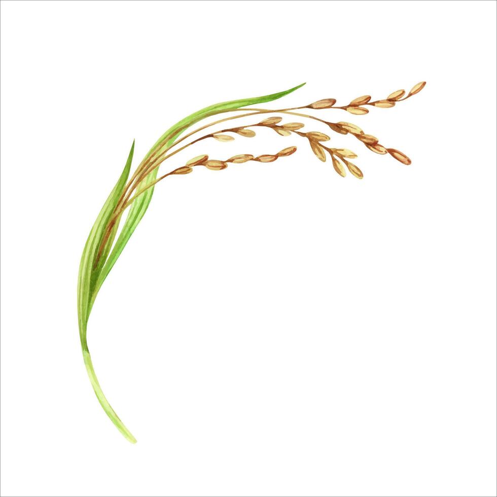 Rice harvesting watercolor illustration. Ripe agricultural plant. Asian cooking ingredient. Hand drawn farming element isolated on white background. Clip art for nutritious product packaging designs vector