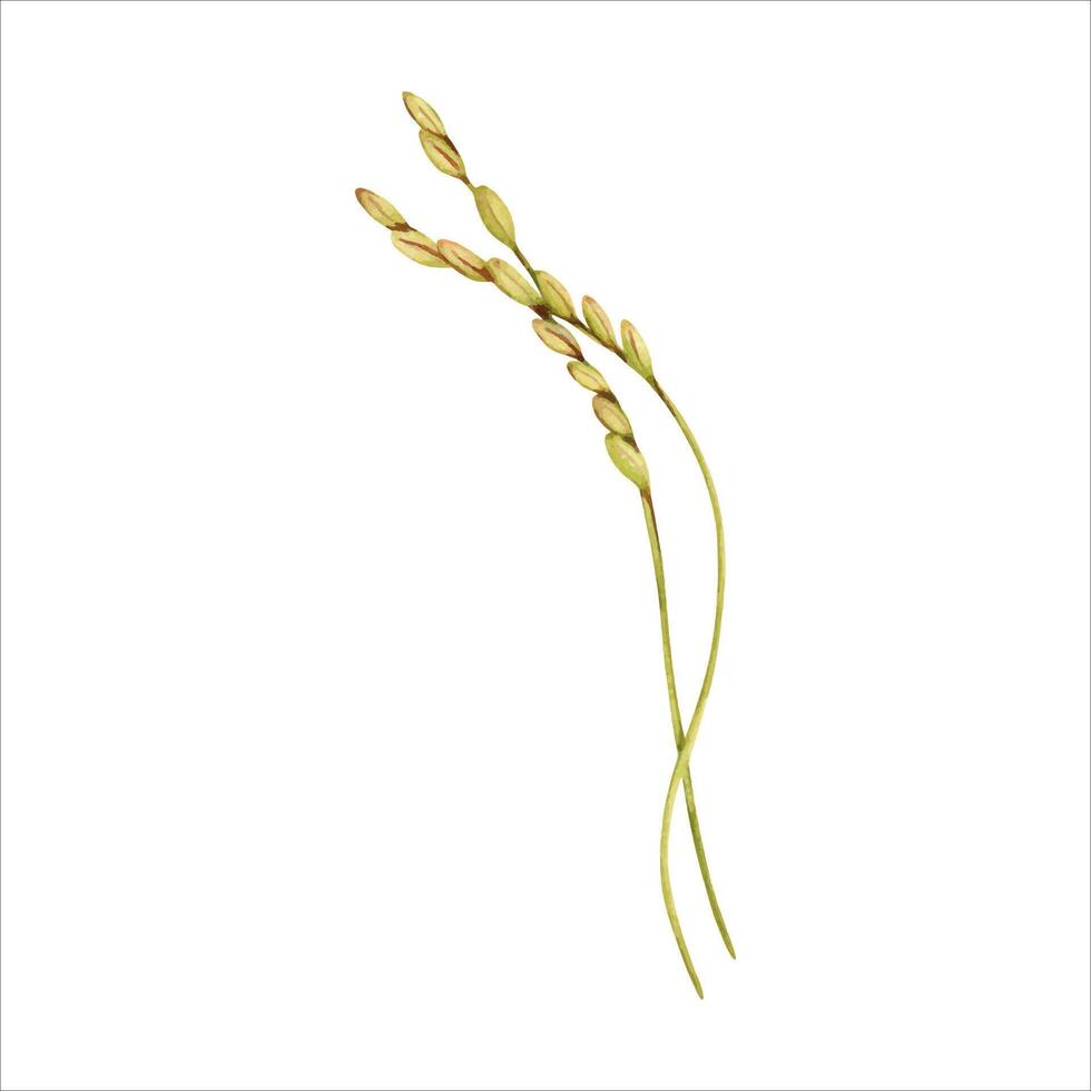 Rice harvesting watercolor illustration. Ripe agricultural plant. Asian cooking ingredient. Hand drawn farming element isolated on white background. Clip art for nutritious product packaging designs vector