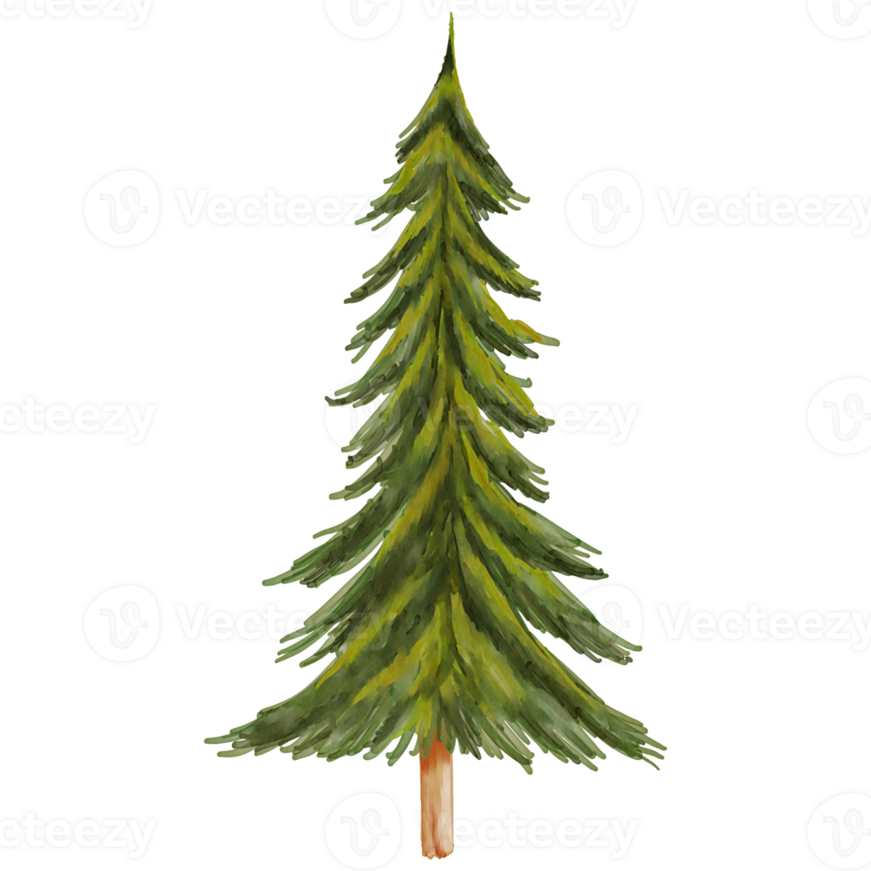 Watercolor pine tree png