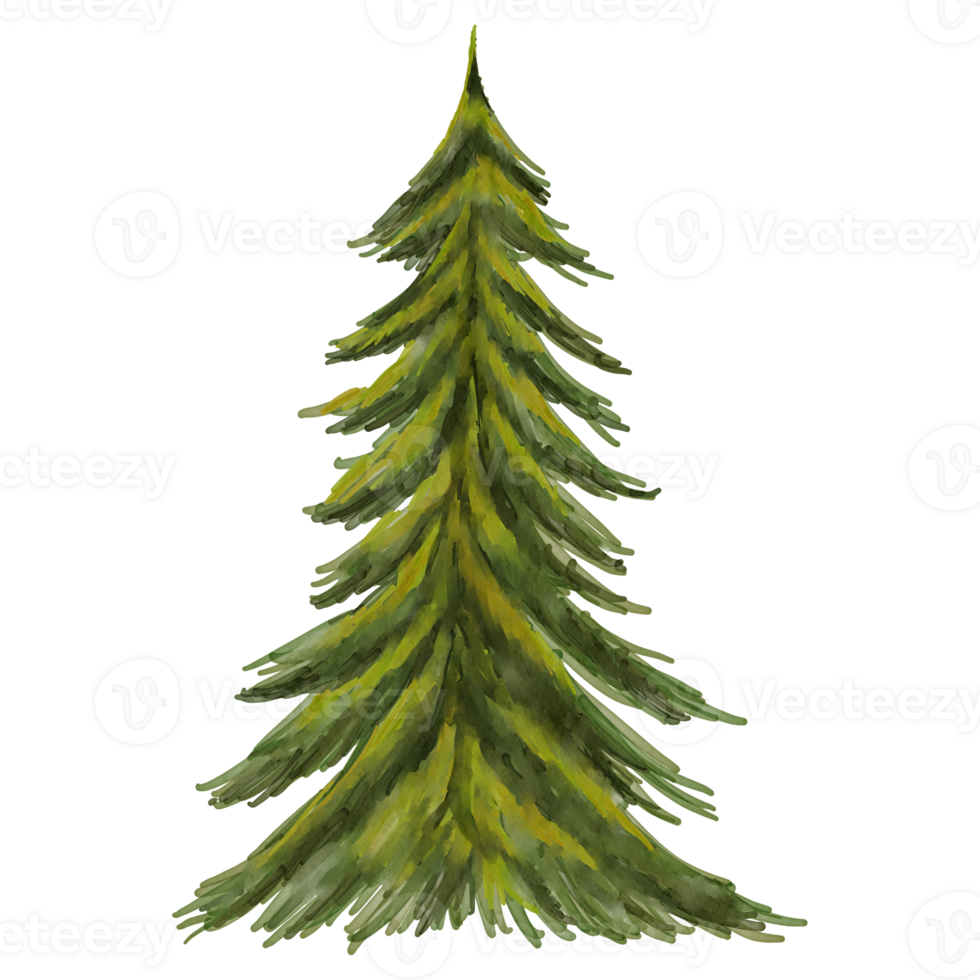Watercolor pine tree png