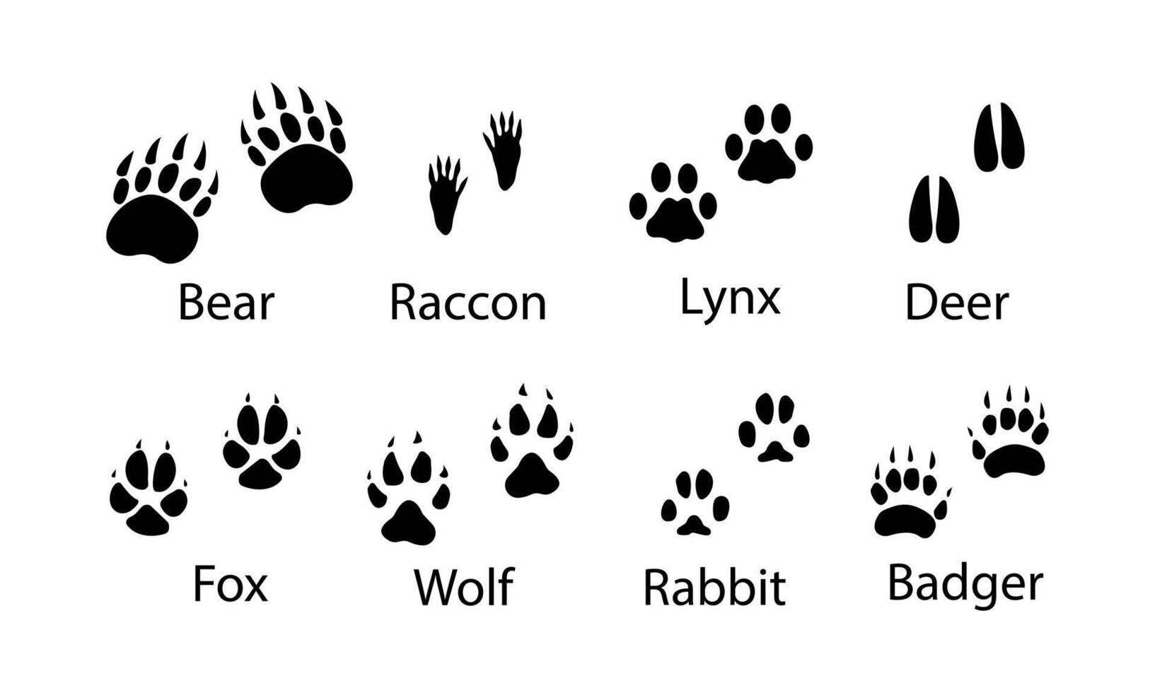 Animal paw prints, illustration different forest animals footprints black on white illustration. Bear , raccon ,lynx ,deer, fox , wolf , rabbit and badger vector