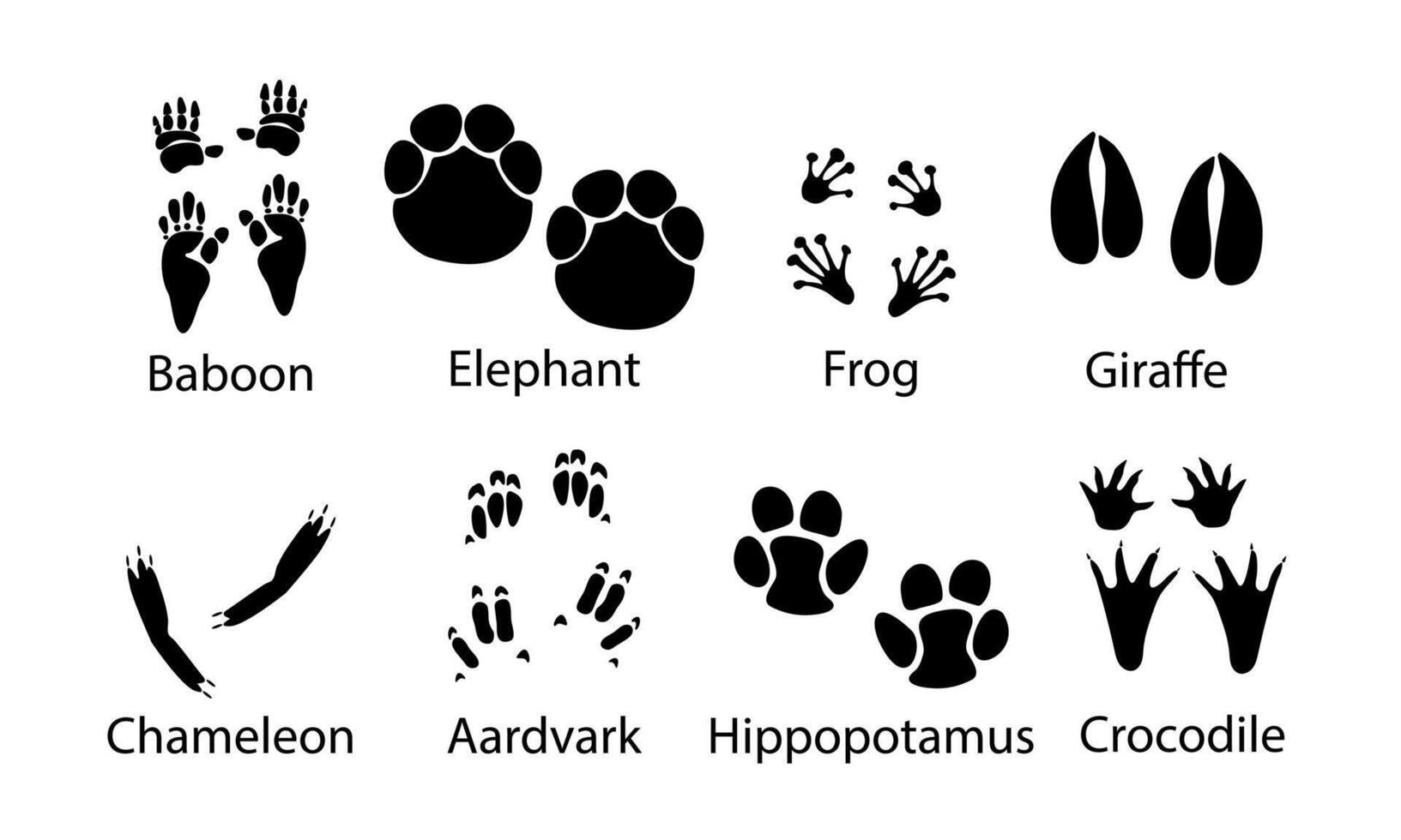 African animals paw prints, illustration different wild animals footprints black on white illustration. Baboon elephant ,frog ,giraffe ,chameleon ,aardvark, vector