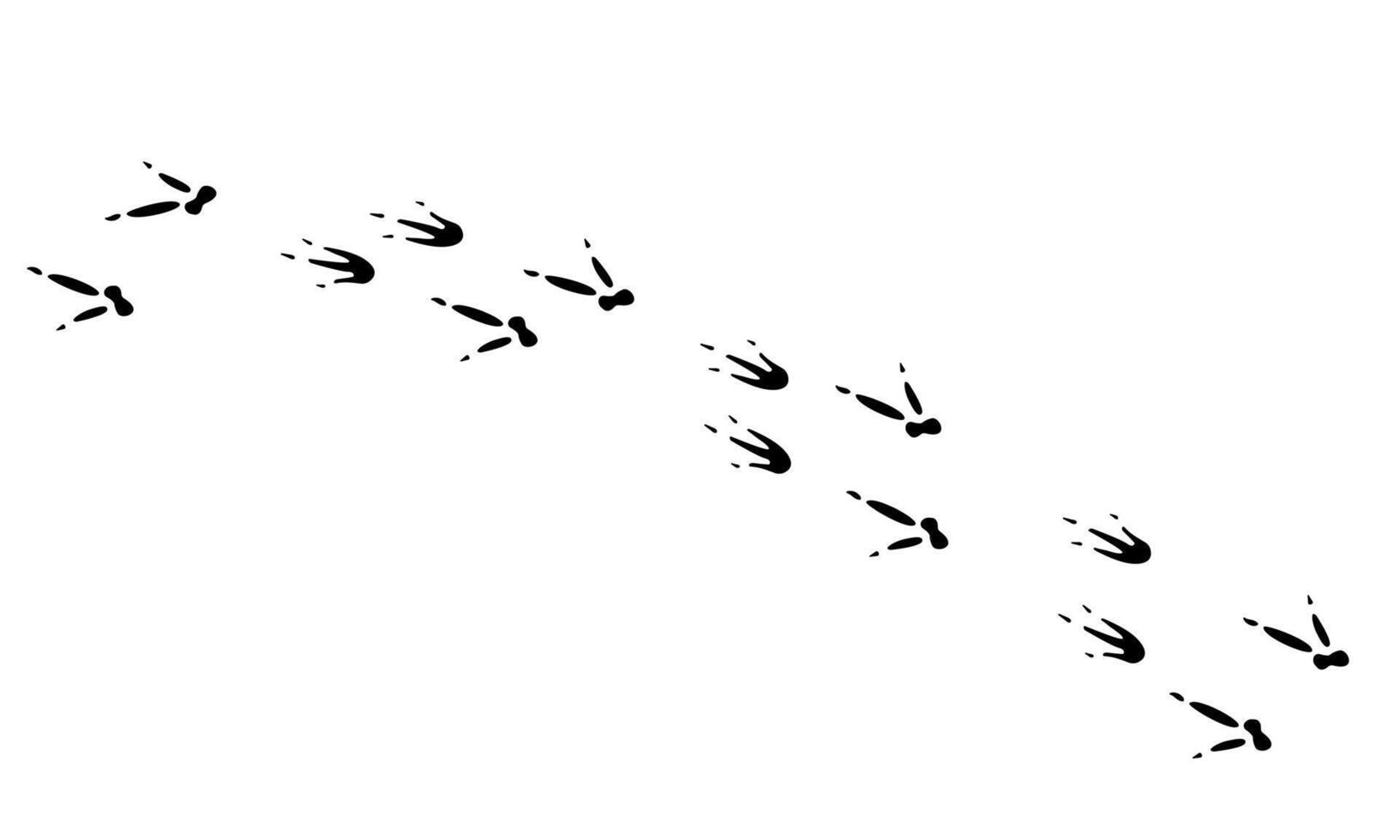 Australian animal , paw prints, illustration wild animal footprints black on white background. vector