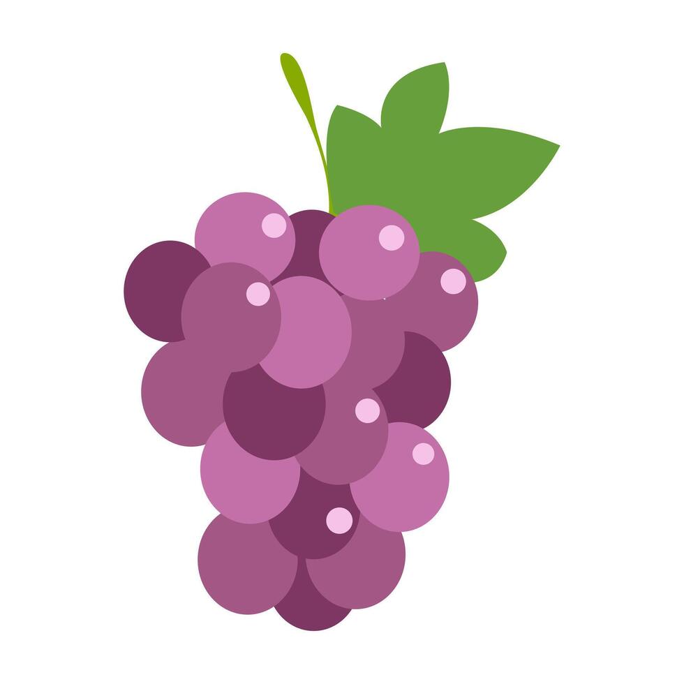 Grapes icon. Bunch of purple grapes with stem and leaf. illustration isolated on white background. vector