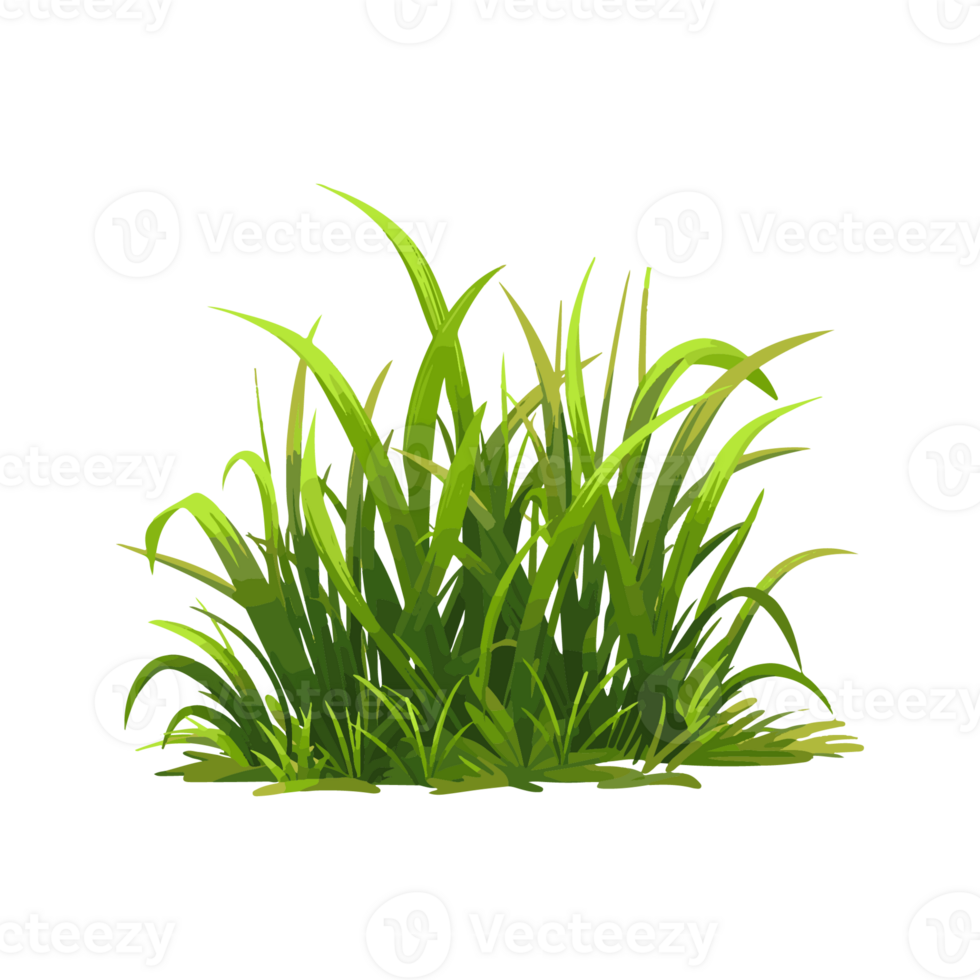 Green grass transparent background png
