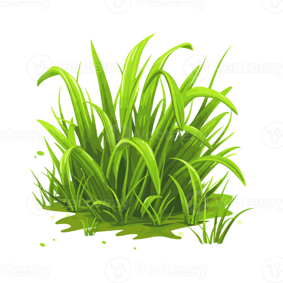 Green grass transparent background png