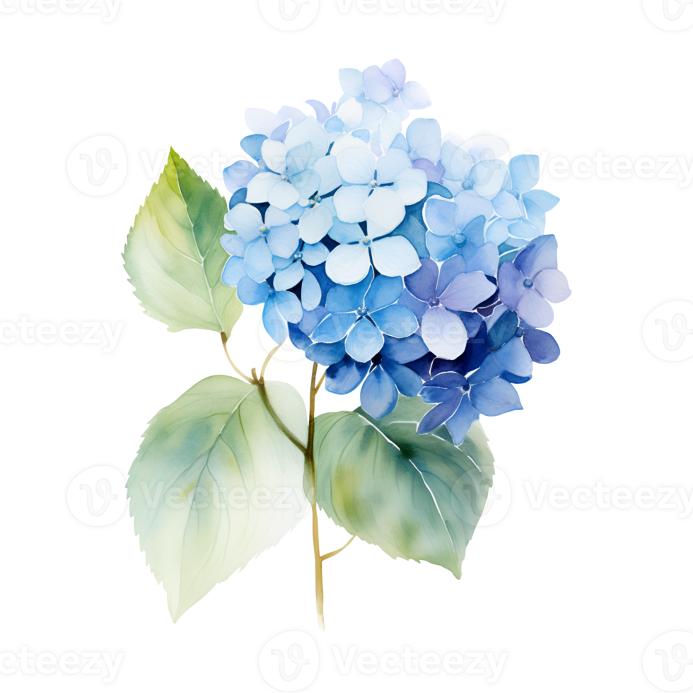 Watercolor blue hydrangea branch with leaves png