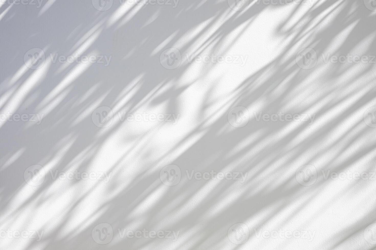 Abstract natural tree leaves shadow on white wall background photo