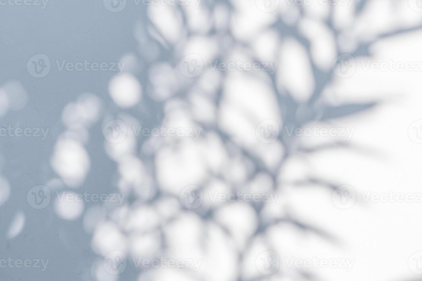 Abstract natural tree leaves shadow on white wall background photo