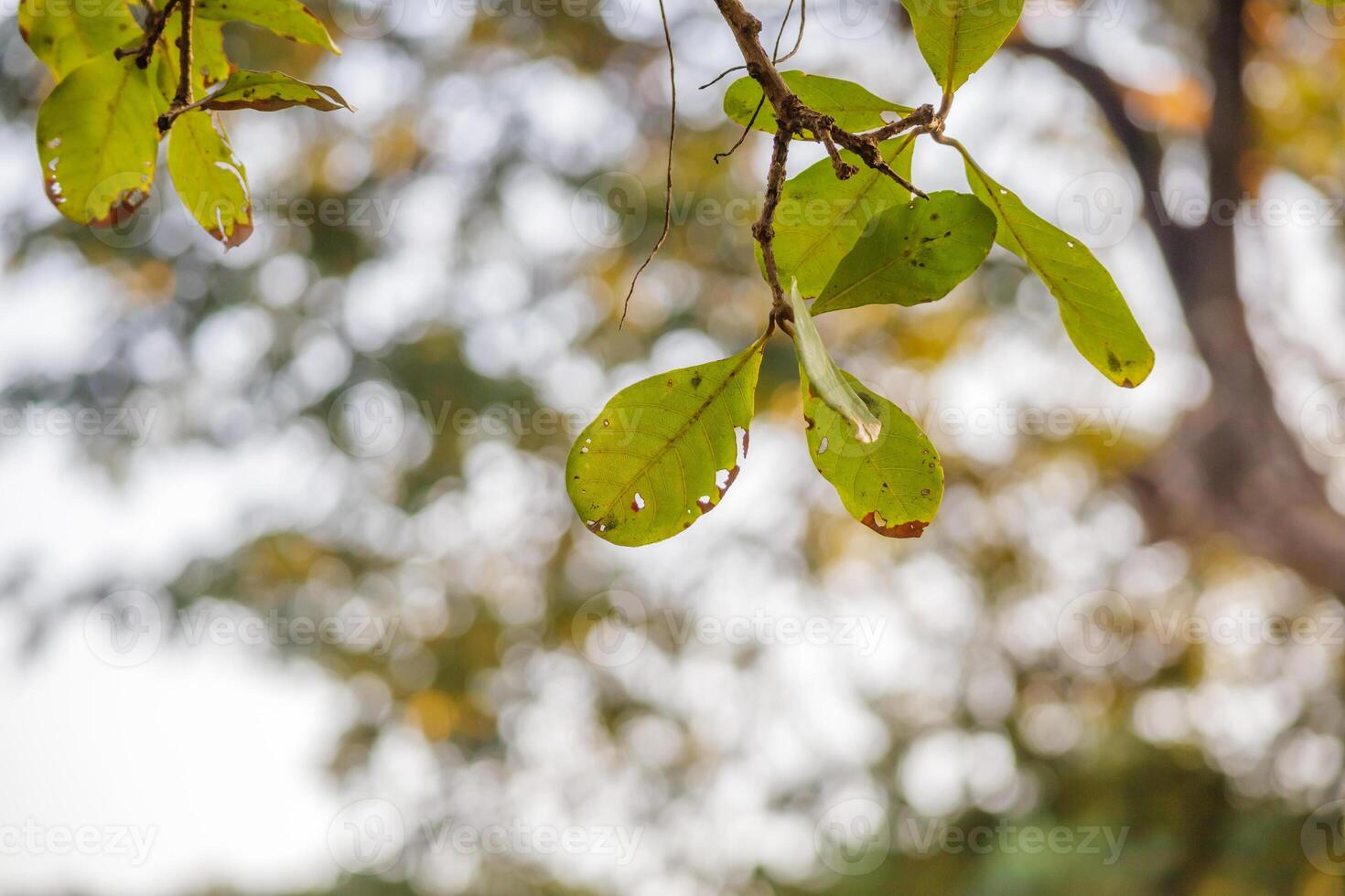 Green tree leaves close up in the morning photo