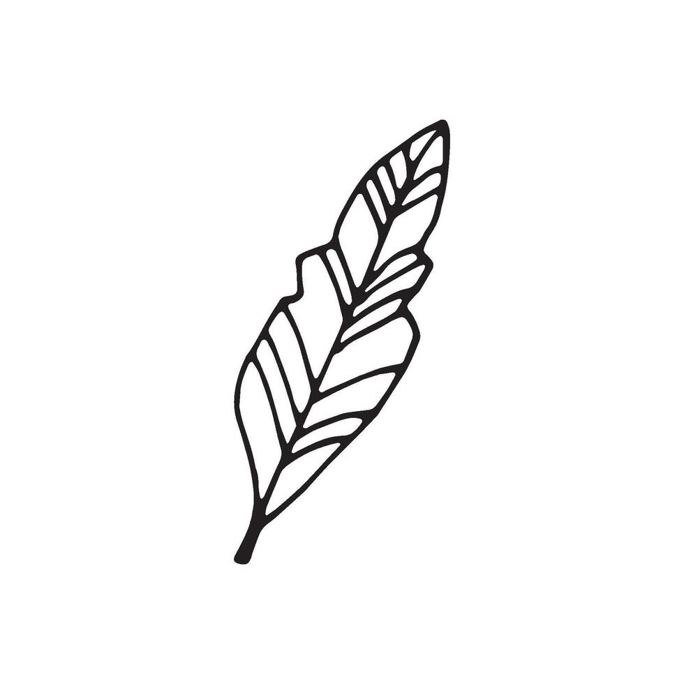 Single hand drawn leaf for winter and autumn decoration. Doodle illustration. Isolated on white background vector