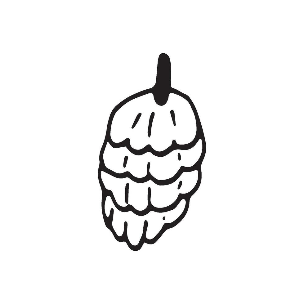 Single hand drawn cone for autumn decoration. Doodle illustration. Isolated on white background vector