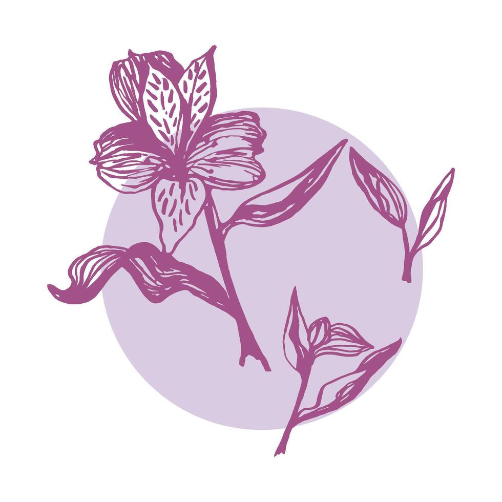 Cute hand drawn single realistic alstroemeria. Traditional spring flowers in ink style for wedding decoration and arrangements. vector