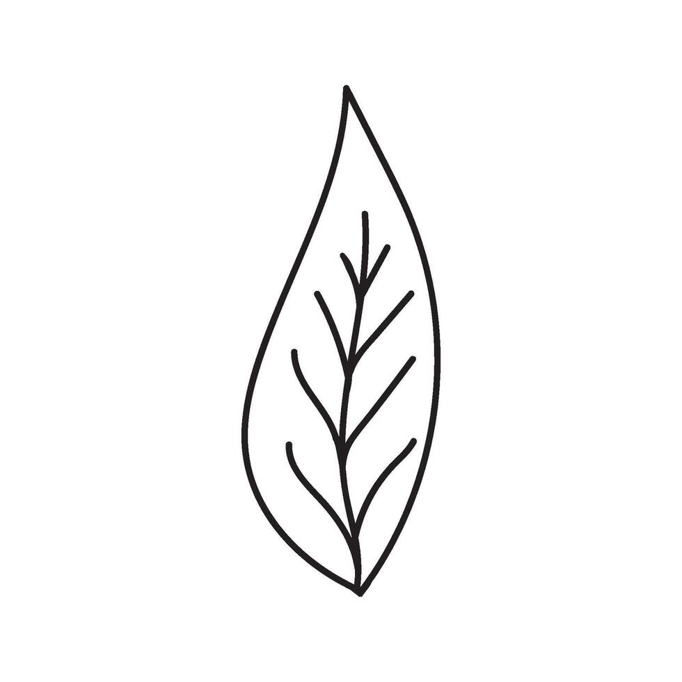 Single hand drawn leaf for winter and autumn decoration. Doodle illustration. Isolated on white background vector