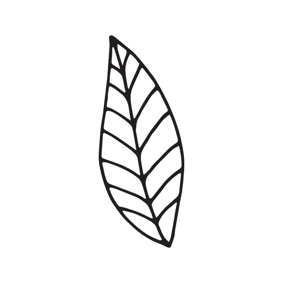 Single hand drawn leaf for winter and autumn decoration. Doodle illustration. Isolated on white background vector