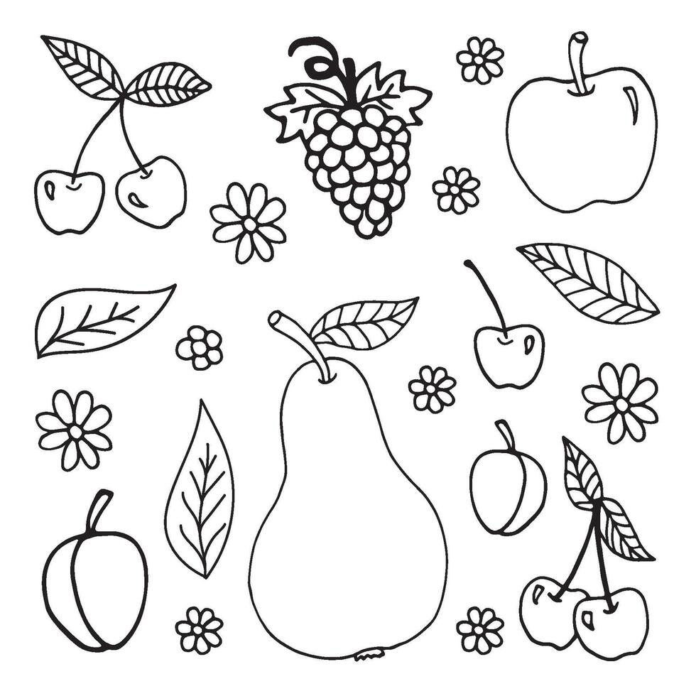 Big set of hand drawn summer doodle with grapes, pear, apple peach, plum, cherry, leaves and chamomile. travel illustrations on white background. Fresh fruits for seasonal menu vector