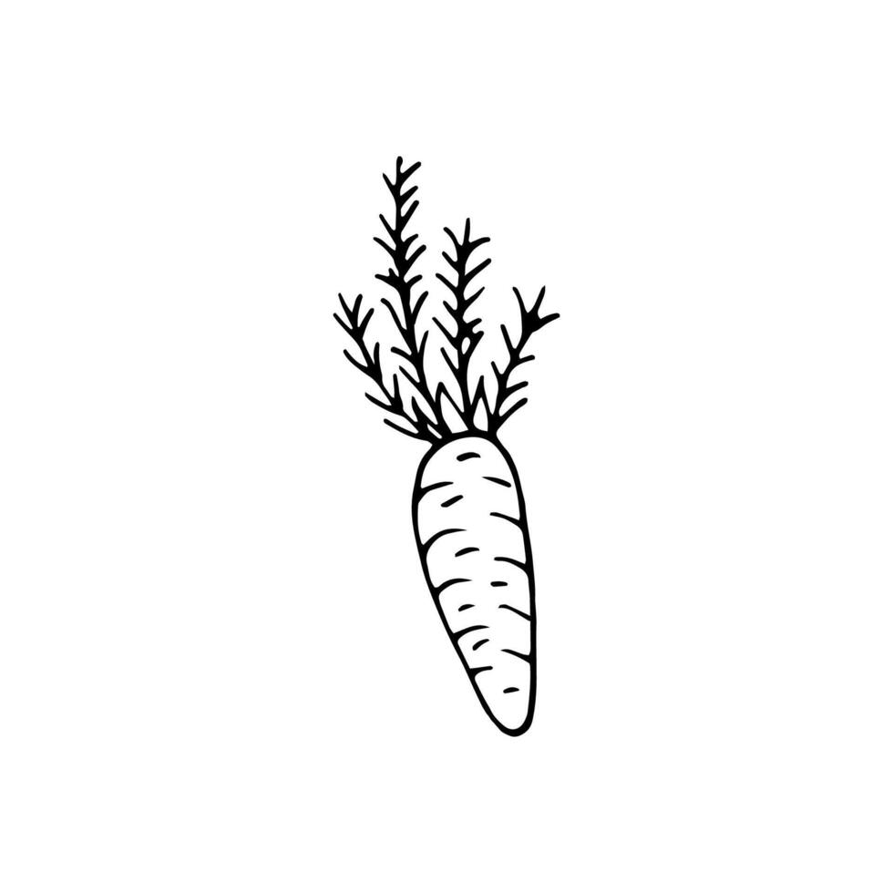 Single hand drawn carrot for easter design, greeting cards, posters, recipe, culinary design. Isolated on white background. Doodle illustration. Hand drawn element. vector