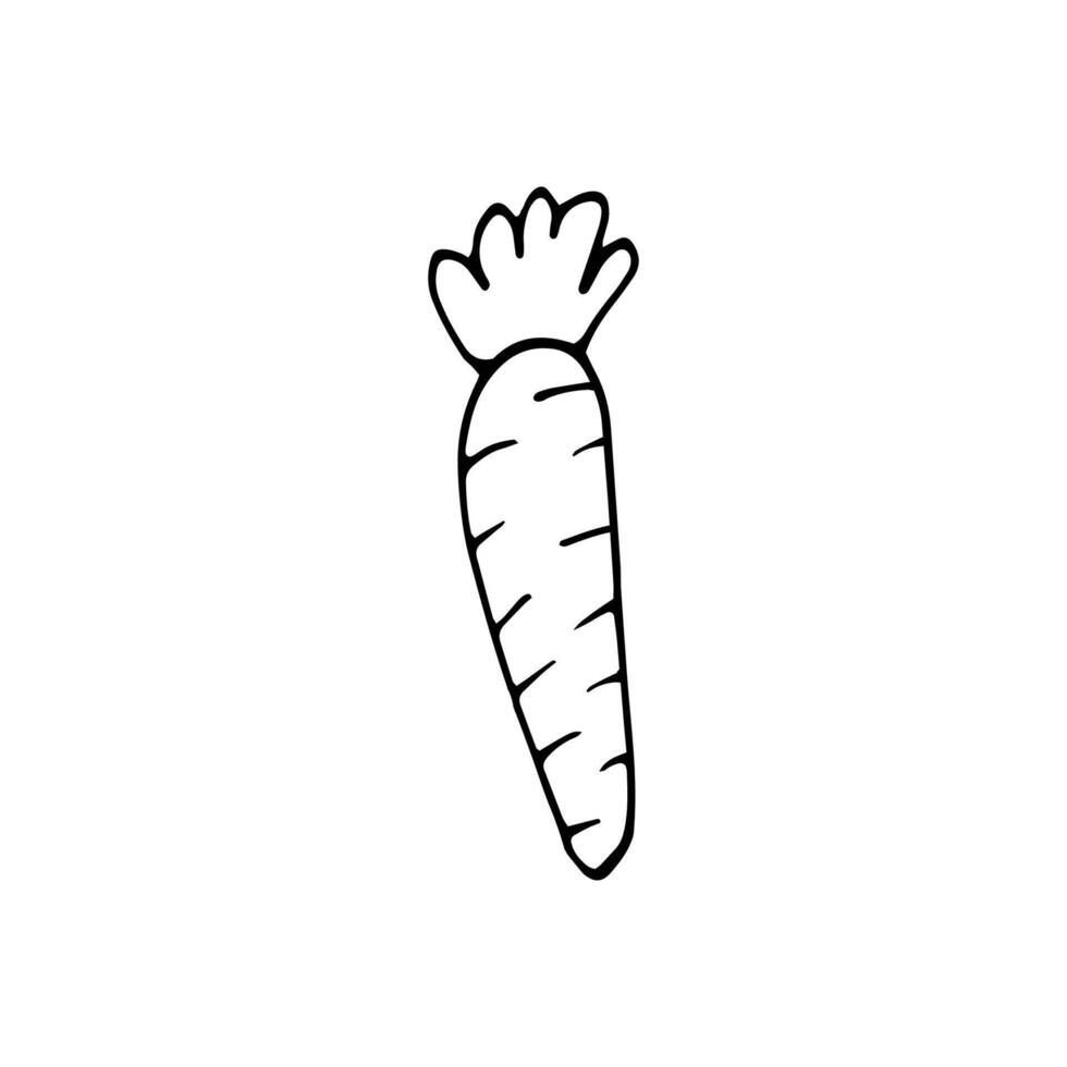 Single hand drawn carrot for easter design, greeting cards, posters, recipe, culinary design. Isolated on white background. Doodle illustration. Hand drawn element. vector