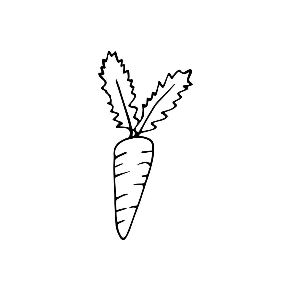 Single hand drawn carrot for easter design, greeting cards, posters, recipe, culinary design. Isolated on white background. Doodle illustration. Hand drawn element. vector