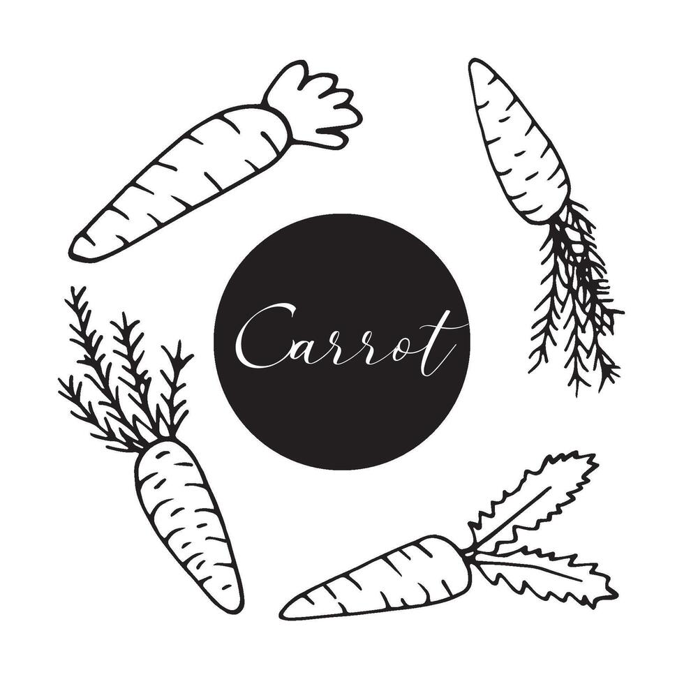 Set of hand drawn carrots for easter design, greeting cards, posters, recipe, culinary design. Isolated on white background. Doodle illustration. vector