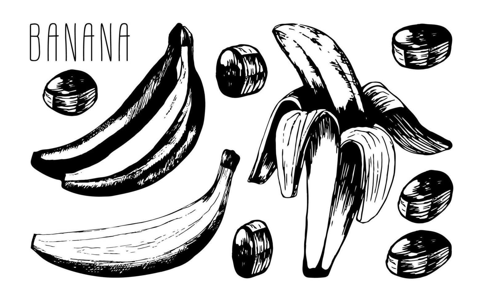 Set of bananas fruits in peel and slises for cuisine design or food product packaging, wrapper. Hand drawn Illustration in . Isolated on white background. vector