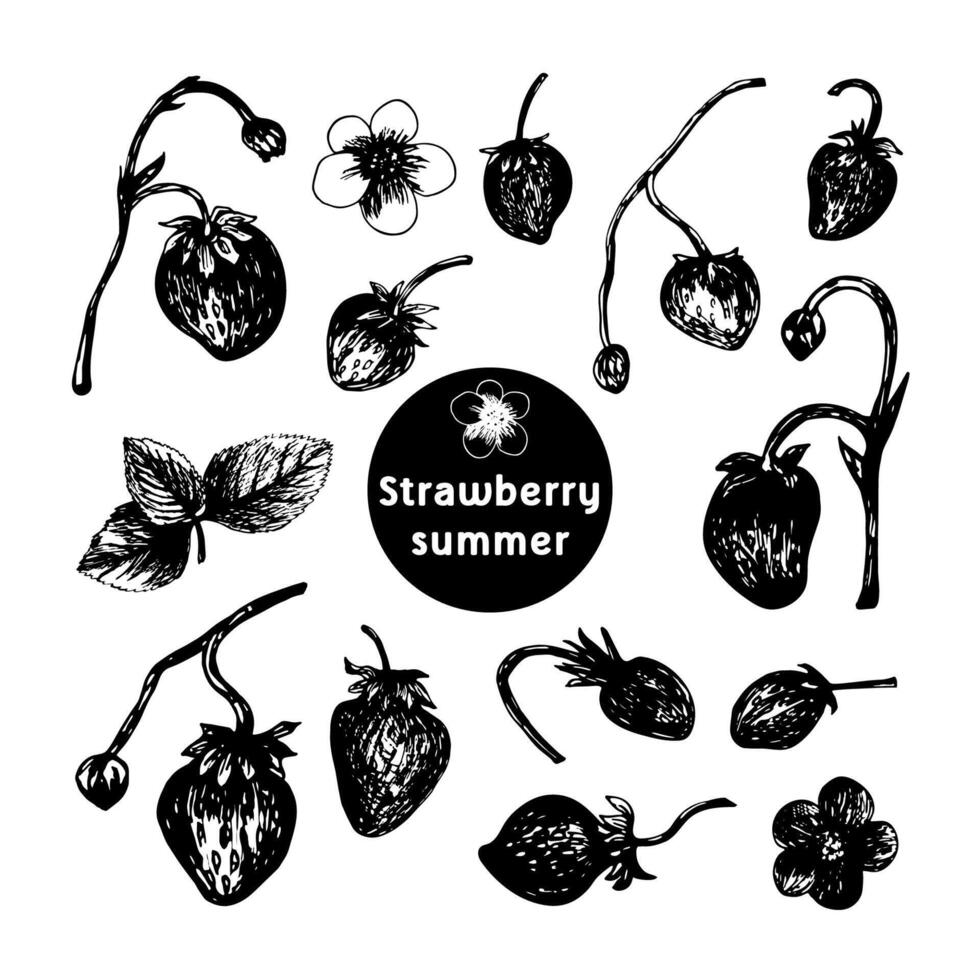 Set of strawberries sketch in hand drawn style. illustration, summer doodle on white background. Fresh berries for seasonal menu, dessert design, culinary books. vector