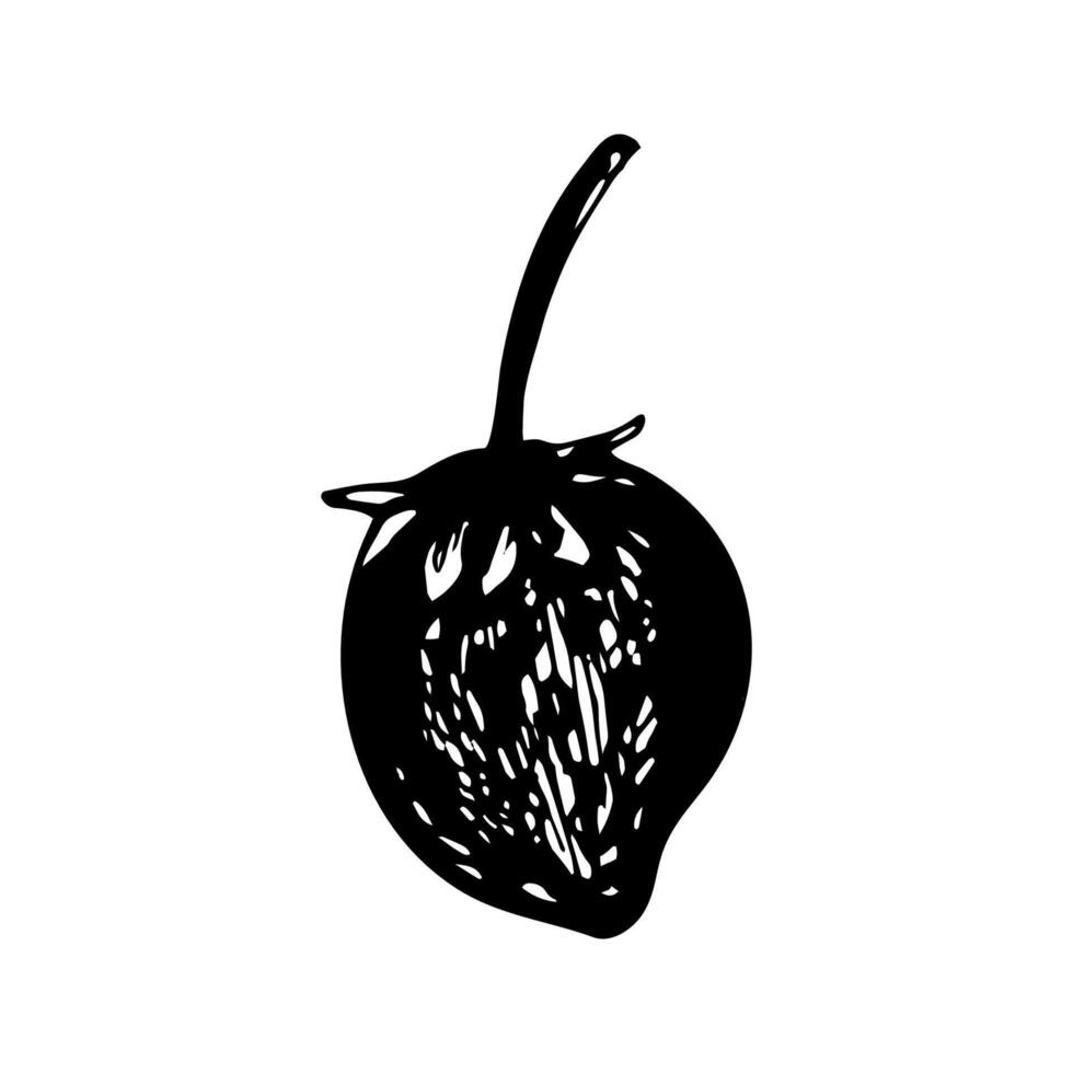 Strawberry sketch in hand drawn style. illustration, summer doodle on white background. Fresh berries for seasonal menu, dessert design, culinary books. vector