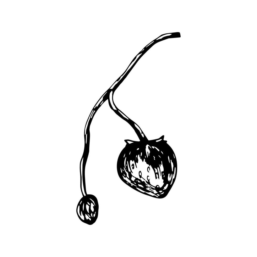 Strawberry sketch in hand drawn style. illustration, summer doodle on white background. Fresh berries for seasonal menu, dessert design, culinary books. vector
